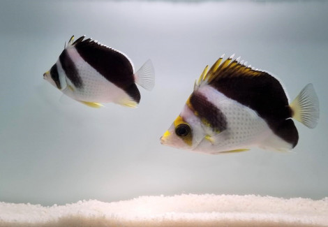 Chaetodon Tinkeri (Hybrid) (Coppia) Ml