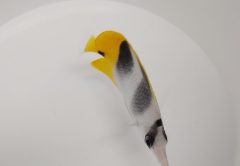 Chaetodon Ulietensis M