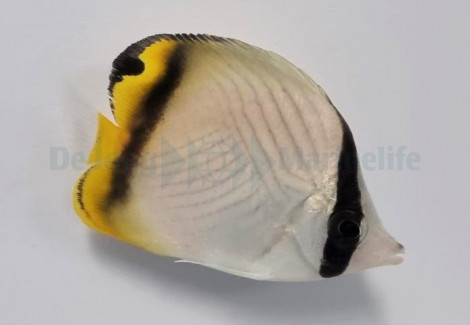 Chaetodon Vagabundus M