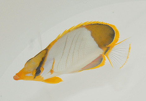 Chaetodon Xanthocephalus Ml