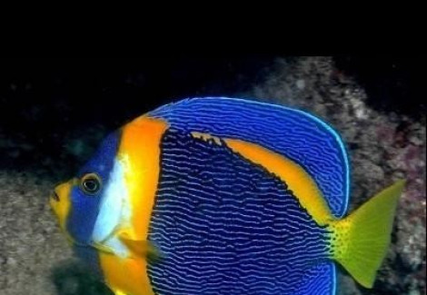 Chaetodontoplus Duboulayi Xl (Maschio)