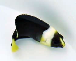 Chaetodontoplus Meredithi M (Femmina)
