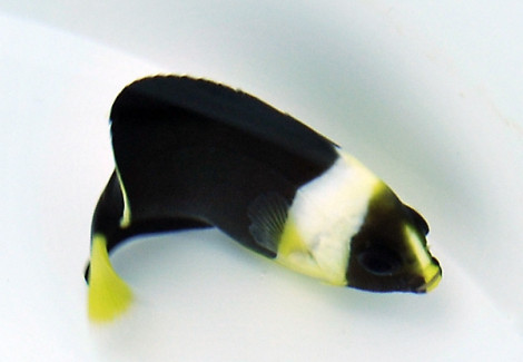 Chaetodontoplus Meredithi M (Femmina)