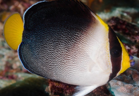 Chaetodontoplus Mesoleucus M
