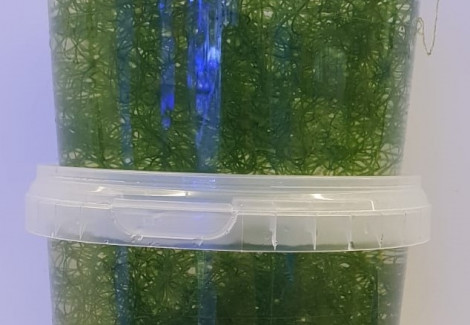 Chaetomorpha Algae M