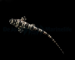 Chiloscyllium Plagiosum - Djm Allevato Europa S