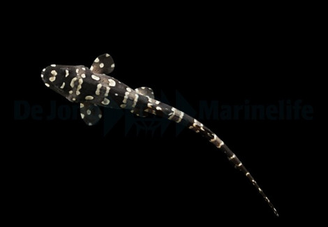 Chiloscyllium Plagiosum - Djm Allevato Europa S