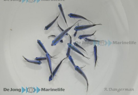 Chromis Cyanea S