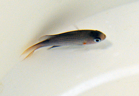 Chromis Lineata M