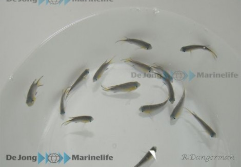 Chromis Vanderbilti (Tonga) M