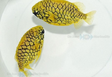 Cleidopus Gloriamaris S