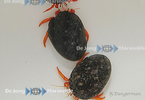 Clibanarius Rutilus M