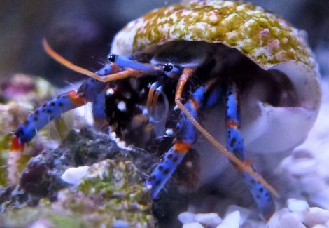 Clibanarius Tricolor M