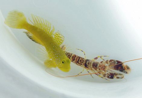 Cryptocenrus Cinctus + Alpheus Spp.