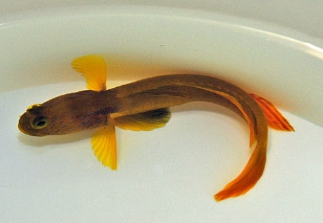 Cryptocentrus Cyanotaenia M