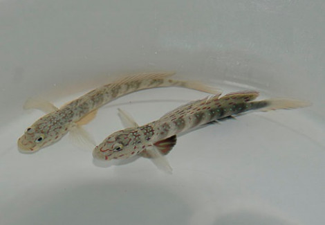 Cryptocentrus Leptocephalus M