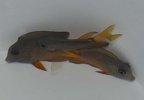 Ctenochaetus Binotatus S