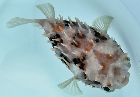 Cyclichthys Orbicularis L