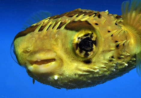 Diodon Holocanthus Ml