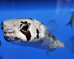 Diodon Liturosus L