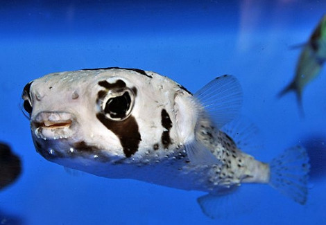 Diodon Liturosus L