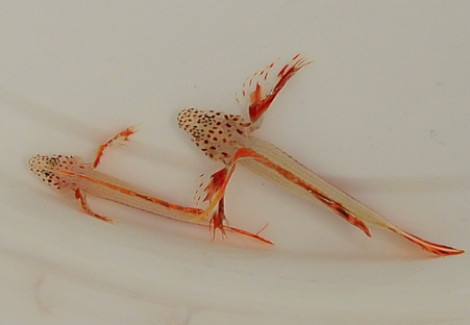 Discordipinna Griessingeri S