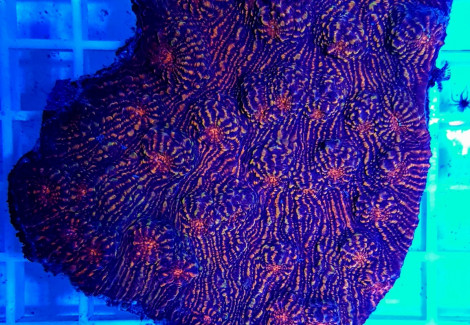 Echinophyllia Spp. (Ultra) Ml