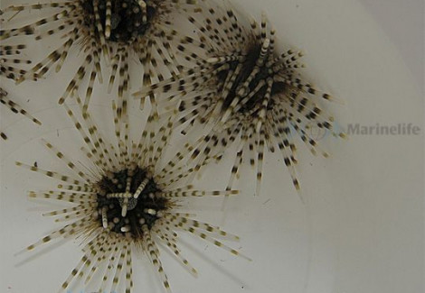 Echinotrix Calamaris M