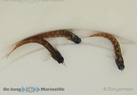 Ecsenius Ops M