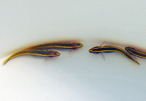 Elacatinus Figaro - Allevato Europa M