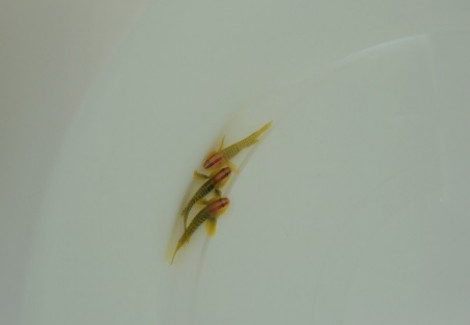 Elacatinus Multifasciatus M