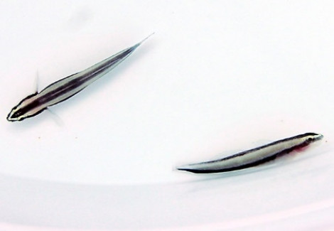 Elacatinus Prochilos M