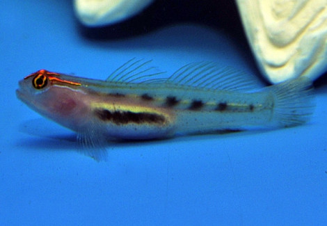 Elacatinus Puncticulatus M