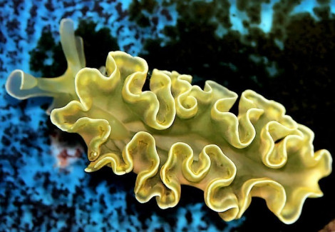 Elysia Crispata M