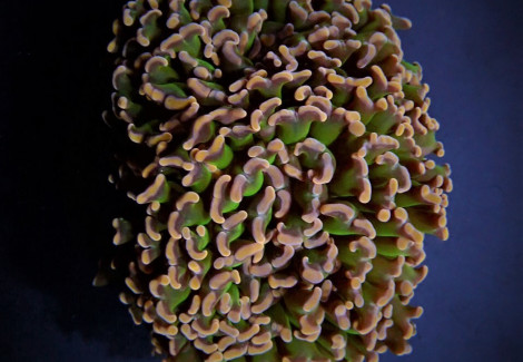 Euphyllia Ancora (Colored Stem) Ml