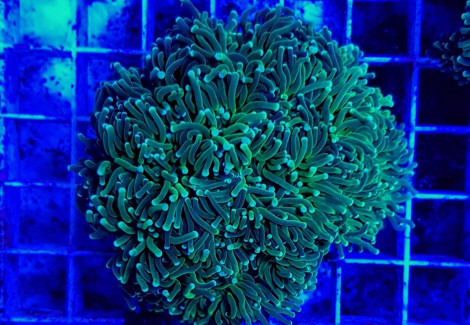 Euphyllia Cristata (Green) M