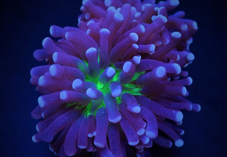Euphyllia Cristata (Joker) S