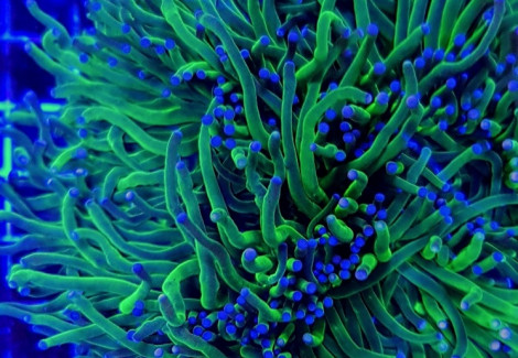 Euphyllia Glabrescens (Green Premium) Ml