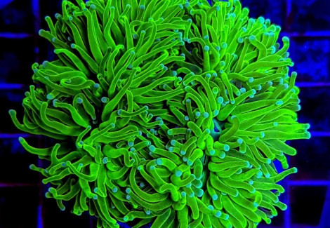 Euphyllia Glabrescens (Green Ultra) Ml