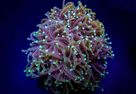 Euphyllia Glabrescens (Orange-Yellow) (2 Hds.) F. M