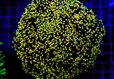 Euphyllia Glabrescens Rasta S