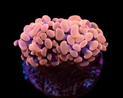 Euphyllia Paraancora (Orange-Pink) (Premium) Ml