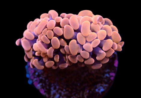 Euphyllia Paraancora (Orange-Pink) (Premium) Ml
