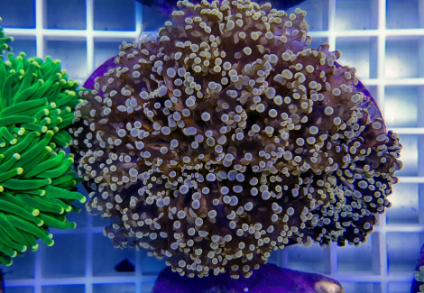 Euphyllia Paradivisa (Orange/Yellow) Ml