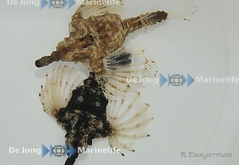 Eurypegasus Draconis M