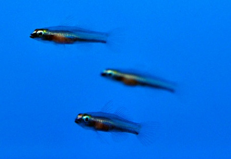 Eviota Bifasciata S