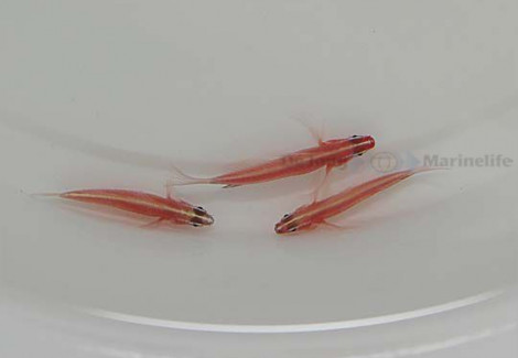 Eviota Nigriventris S