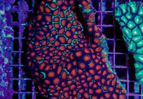 Favites Spp. (Red) Xs