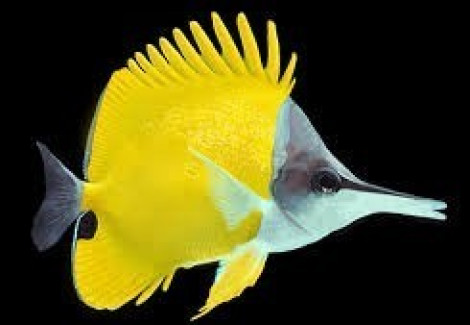 Forcipiger Flavissimus M