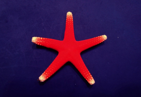 Fromia Millepora M